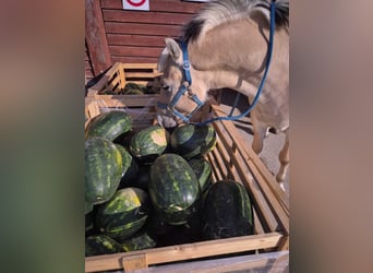 Koń fiordzki, Wałach, 4 lat, 145 cm, Jasnogniada