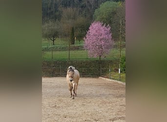 Koń fiordzki, Wałach, 4 lat, 147 cm, Bułana
