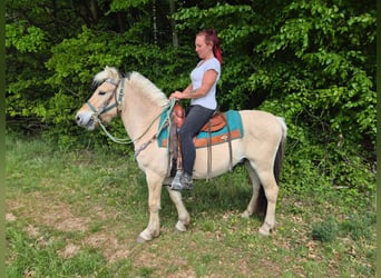 Koń fiordzki, Wałach, 5 lat, 148 cm, Bułana