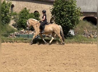 Koń fiordzki, Wałach, 5 lat, 155 cm, Bułana
