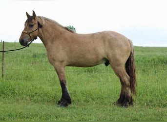 Koń fiordzki Mix, Wałach, 5 lat, 160 cm, Bułana