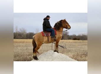 Koń fiordzki Mix, Wałach, 5 lat, 160 cm