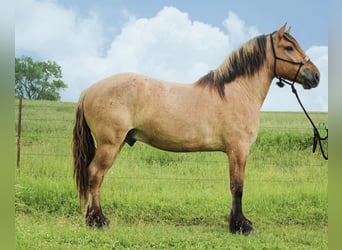 Koń fiordzki Mix, Wałach, 5 lat, 160 cm