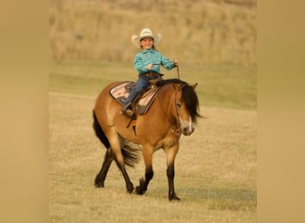 Koń fiordzki, Wałach, 6 lat, 122 cm, Bułana