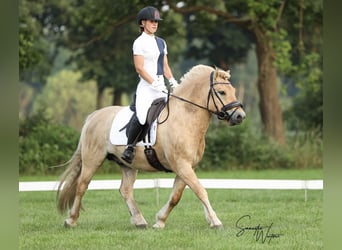 Koń fiordzki, Wałach, 6 lat, 140 cm, Bułana