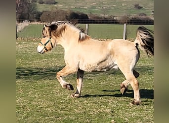 Koń fiordzki, Wałach, 6 lat, 150 cm, Bułana