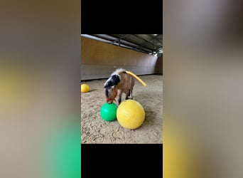 Koń fiordzki, Wałach, 7 lat, 138 cm