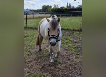 Koń fiordzki Mix, Wałach, 8 lat, 140 cm