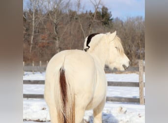 Koń fiordzki, Wałach, 8 lat, 145 cm, Biała