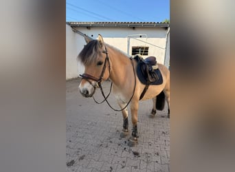 Koń fiordzki, Wałach, 8 lat, 147 cm, Bułana