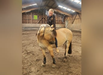 Koń fiordzki, Wałach, 8 lat, 147 cm, Bułana