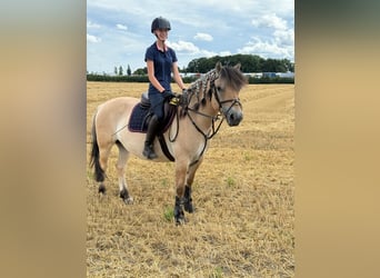 Koń fiordzki, Wałach, 8 lat, 147 cm, Bułana