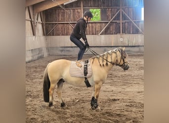 Koń fiordzki, Wałach, 8 lat, 147 cm, Bułana