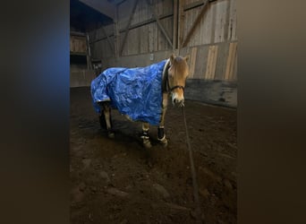 Koń fiordzki, Wałach, 8 lat, 147 cm, Bułana