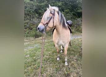 Koń fiordzki, Wałach, 9 lat, 142 cm, Bułana