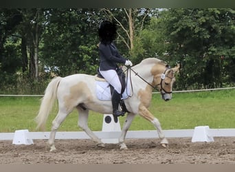 Koń fiordzki Mix, Wałach, 9 lat, 150 cm