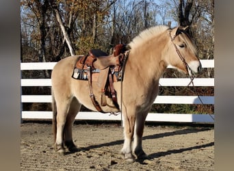 Koń fiordzki, Wałach, 10 lat, 150 cm, Bułana