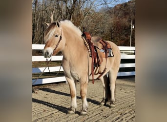 Koń fiordzki, Wałach, 10 lat, 150 cm, Bułana