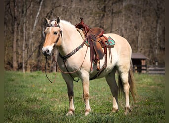 Koń fiordzki, Wałach, 10 lat, 152 cm, Jelenia
