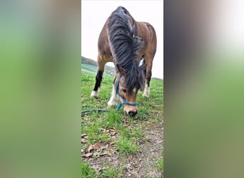 Koń fiordzki Mix, Wałach, 11 lat, 120 cm, Bułana