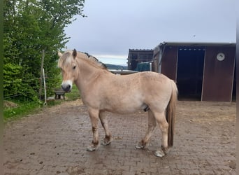 Koń fiordzki, Wałach, 12 lat, 148 cm