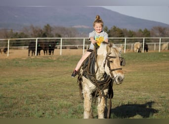 Koń fiordzki, Wałach, 15 lat, 142 cm, Bułana