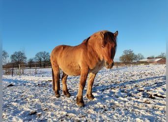 Koń fiordzki Mix, Wałach, 16 lat, 140 cm, Bułana