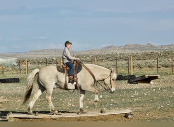 Koń fiordzki, Wałach, 17 lat, 142 cm, Bułana