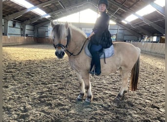 Koń fiordzki, Wałach, 17 lat, 145 cm
