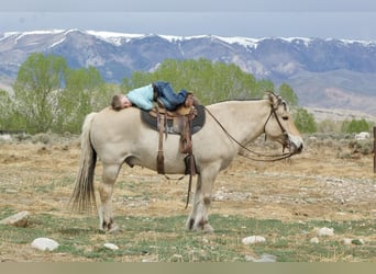 Koń fiordzki, Wałach, 18 lat, 142 cm, Bułana