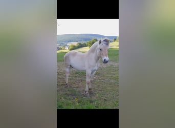 Koń fiordzki, Wałach, 1 Rok, Bułana