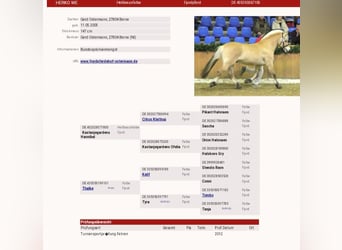 Koń fiordzki, Wałach, 2 lat, 140 cm, Bułana