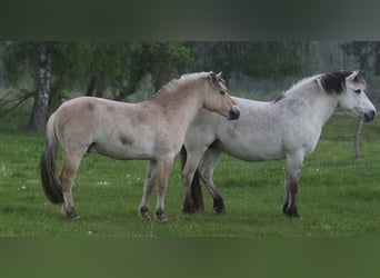 Koń fiordzki, Wałach, 2 lat, Bułana