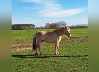 Koń fiordzki, Wałach, 2 lat, Bułana