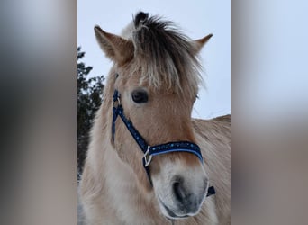 Koń fiordzki, Wałach, 3 lat, 142 cm, Bułana