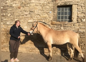 Koń fiordzki, Wałach, 3 lat, 143 cm, Bułana