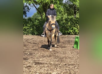 Koń fiordzki, Wałach, 3 lat, 146 cm, Bułana