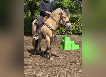 Koń fiordzki, Wałach, 3 lat, 146 cm, Bułana