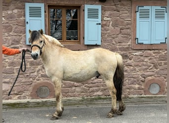 Koń fiordzki, Wałach, 3 lat, 148 cm, Bułana