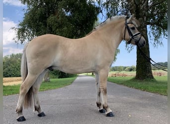 Koń fiordzki, Wałach, 3 lat, 149 cm, Bułana