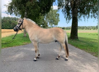Koń fiordzki, Wałach, 3 lat, 149 cm, Bułana