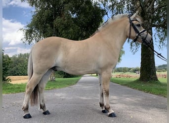 Koń fiordzki, Wałach, 3 lat, 149 cm, Bułana