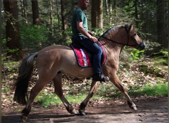 Koń fiordzki, Wałach, 3 lat, Bułana