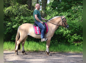 Koń fiordzki, Wałach, 3 lat, Bułana