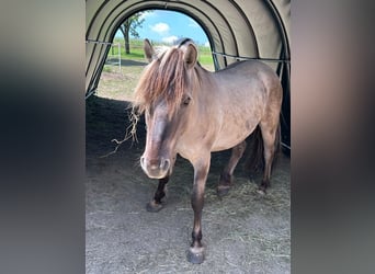 Koń fiordzki, Wałach, 4 lat, 140 cm, Bułana