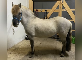Koń fiordzki, Wałach, 4 lat, 140 cm, Bułana