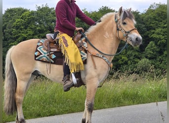 Koń fiordzki, Wałach, 4 lat, 150 cm, Bułana