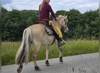 Koń fiordzki, Wałach, 4 lat, 150 cm, Bułana