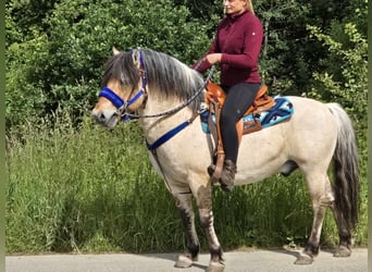 Koń fiordzki, Wałach, 6 lat, 140 cm, Bułana
