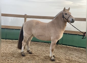 Koń fiordzki, Wałach, 6 lat, 143 cm, Bułana